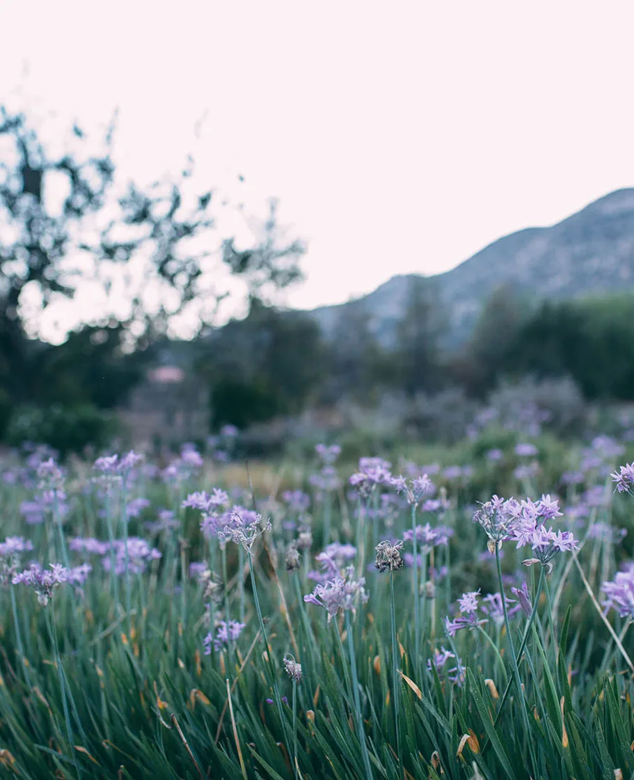 Rancho La Puerta